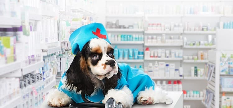Keep Your Animals Safe with These Vet Product Shopping Tips